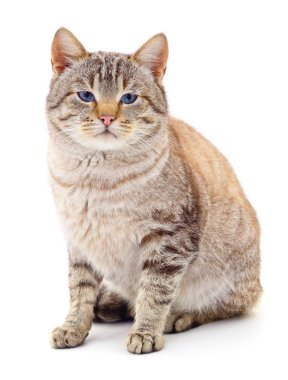 Beyaz arka plandaki kedi