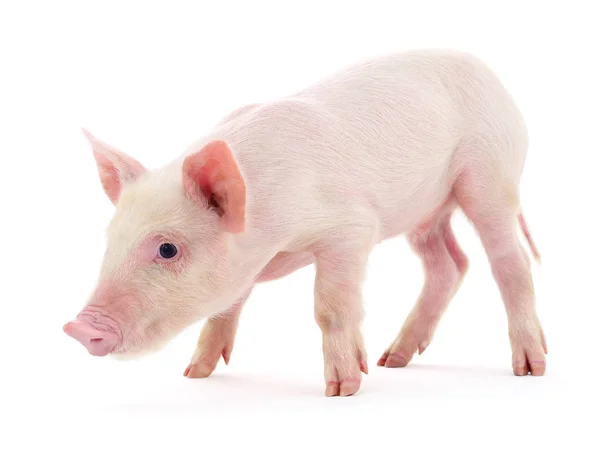 Cerdo sobre blanco — Foto de Stock