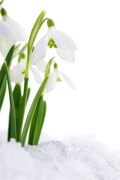 Snowdrop and Snow. — Stock Photo, Image