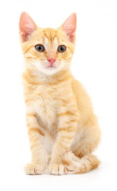 Beyaz zemin üzerinde kedi yavrusu.
