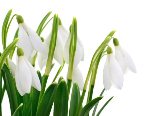 Gotas de neve (Galanthus nivalis) sobre fundo branco — Fotografia de Stock