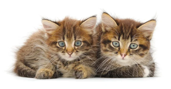 Két kis cica — Stock Fotó