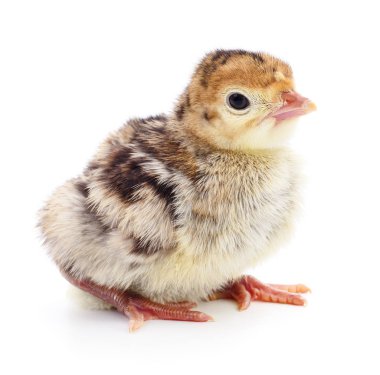 İzole tavuk Türkiye