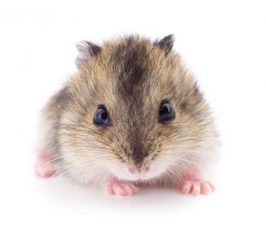 Küçük yerli hamster.