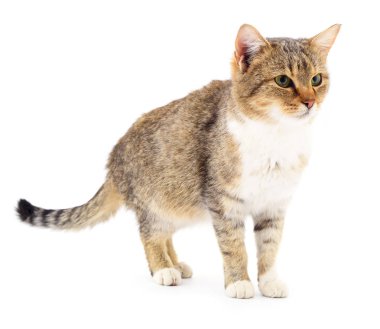 Beyaz zemin üzerinde kedi yavrusu.