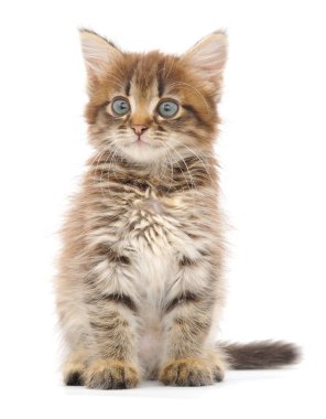 Beyaz zemin üzerinde kedi yavrusu.