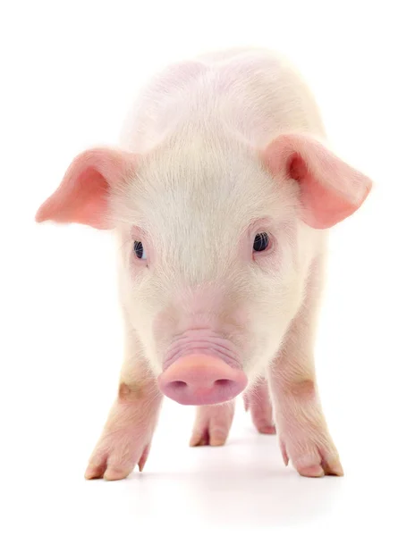 Porco em branco — Fotografia de Stock