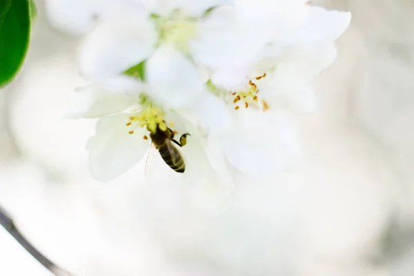 Ape da miele e fiori bianchi — Foto Stock