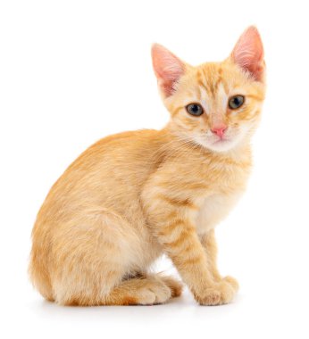 Beyaz zemin üzerinde kedi yavrusu.