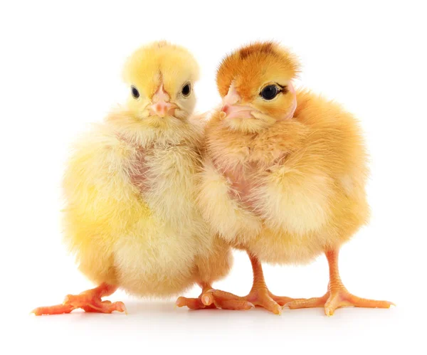 Deux poussins mignons isolés sur blanc — Photo