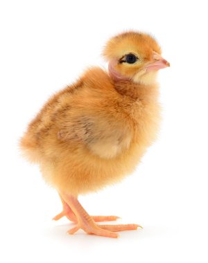 küçük sarı tavuk 