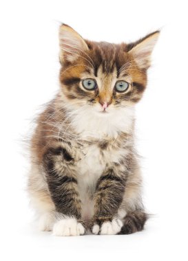 Beyaz zemin üzerinde kedi yavrusu.