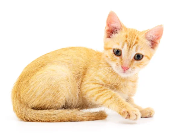 Gatinho no fundo branco. — Fotografia de Stock