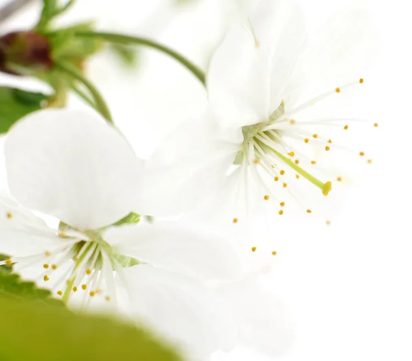 Fiori di ciliegio isolati . — Foto Stock