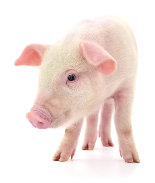 Pig on white — Stock Photo, Image