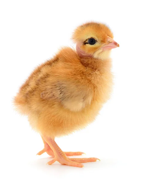 Small yellow chicken — Stock Photo, Image