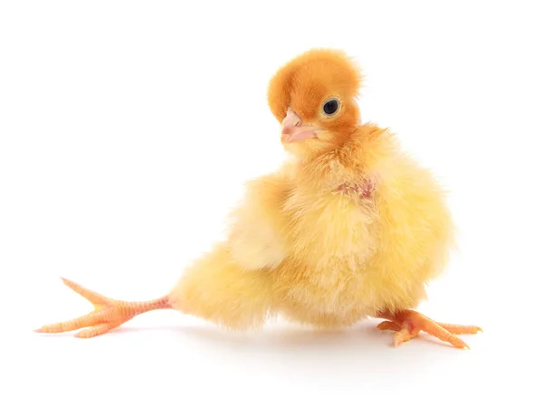 Small yellow chicken — Stock Photo, Image