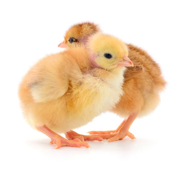 Två söta kycklingar isolerad på vit — Stockfoto