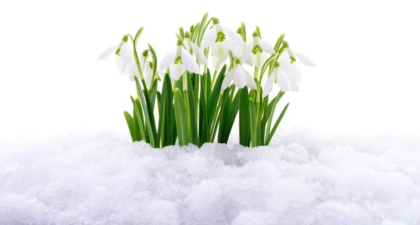 Snowdrop and Snow. — Stock Photo, Image