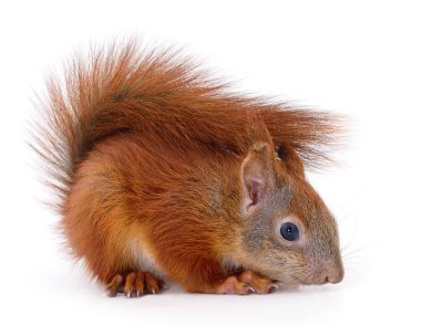 Avrasya Kızıl sincap.