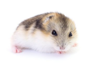 Küçük yerli hamster.