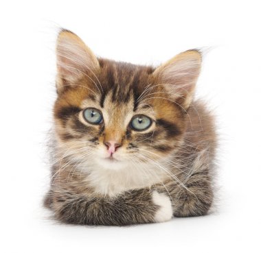 Beyaz zemin üzerinde kedi yavrusu.