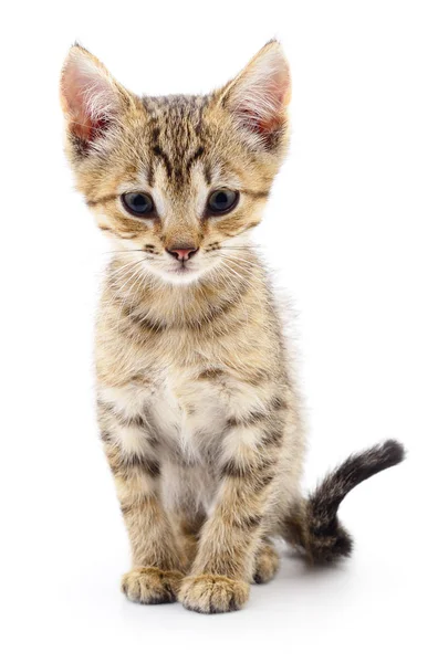 Kitten on white background. — Stock Photo, Image