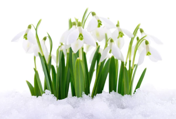 Snowdrops and Snow. — Stock Photo, Image
