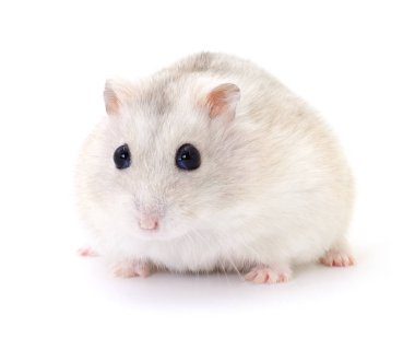 Küçük yerli hamster.