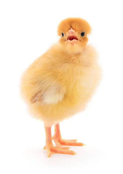 Små gula kyckling — Stockfoto