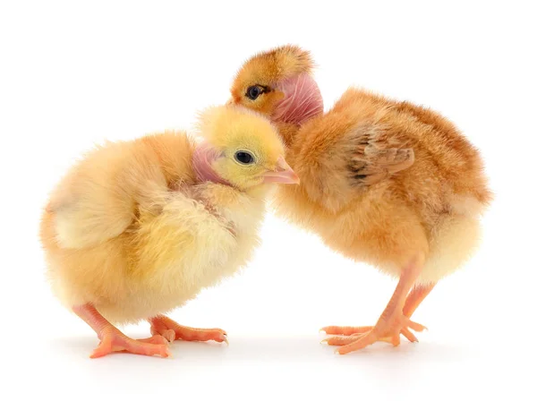 Två söta kycklingar isolerad på vit — Stockfoto