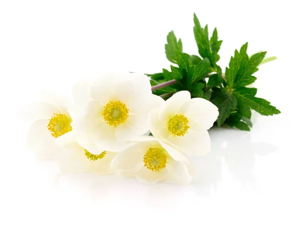 Cinco flores brancas . — Fotografia de Stock