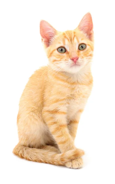 Kitten op witte achtergrond. — Stockfoto