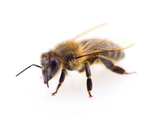 Beyaz üzerine bal arısı. — Stok fotoğraf