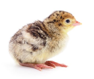 İzole tavuk Türkiye