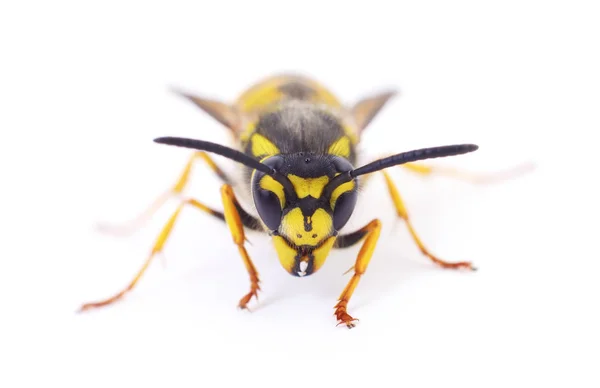 Eşek arısı beyaz üzerine izole. — Stok fotoğraf