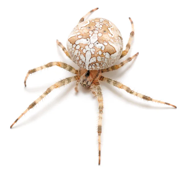 Bruin huis Spider. — Stockfoto