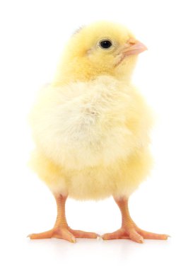 küçük sarı tavuk 