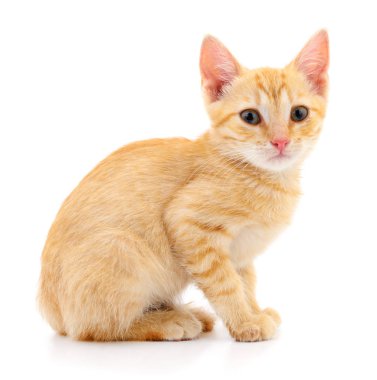 Beyaz zemin üzerinde kedi yavrusu.