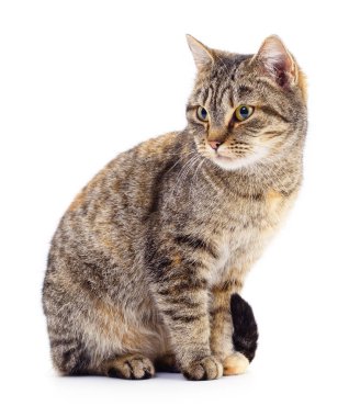 Beyaz zemin üzerinde kedi yavrusu.