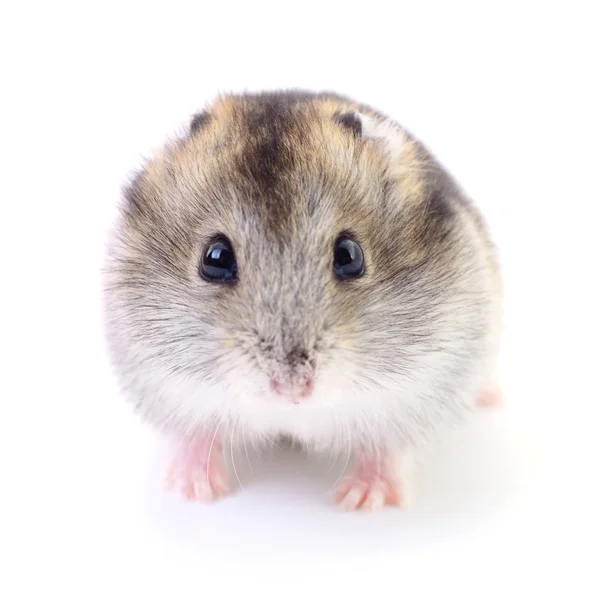 Pequeno hamster doméstico . — Fotografia de Stock