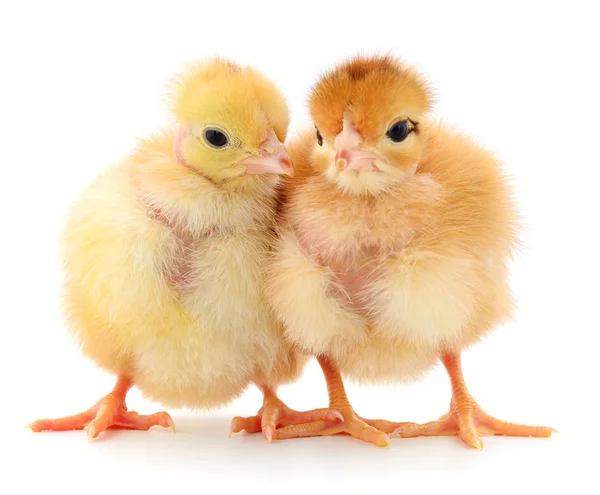两个可爱的小鸡上白色隔离 — 图库照片