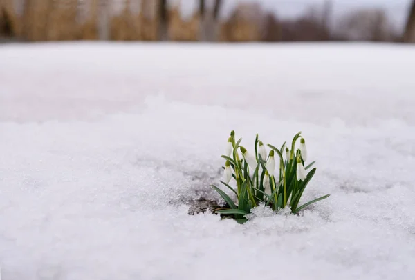 Snowdrops and Snow. — Stock Photo, Image
