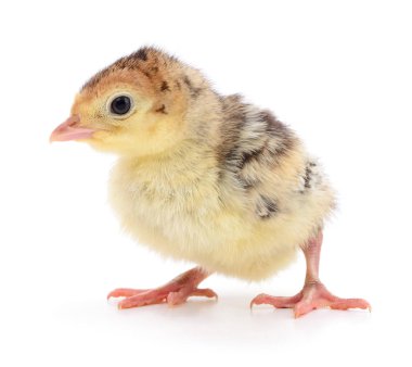 İzole tavuk Türkiye