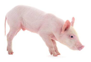 Beyaz üzerinde domuz