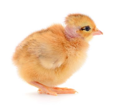 küçük sarı tavuk 