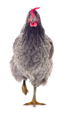 Gri tavuk izole.