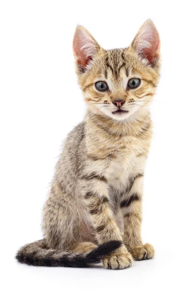 Gatinho no fundo branco. — Fotografia de Stock