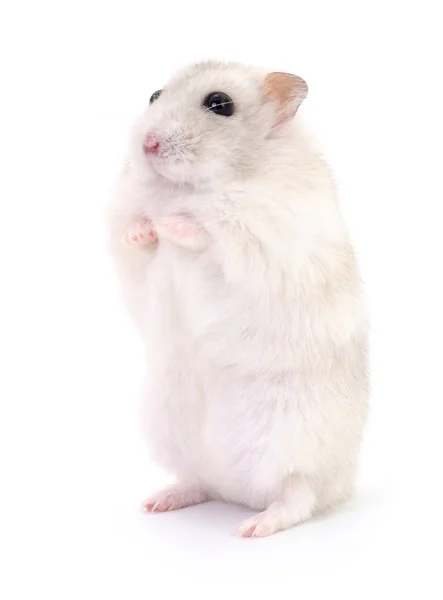 Kleine binnenlandse hamster. — Stockfoto