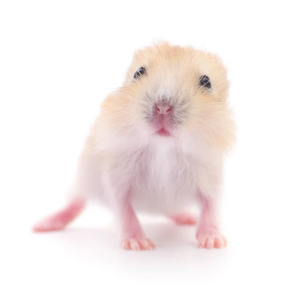 Pequeno hamster doméstico . — Fotografia de Stock